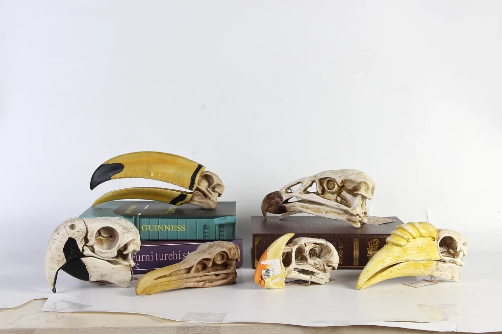 Bird Skull Specimen Collection
