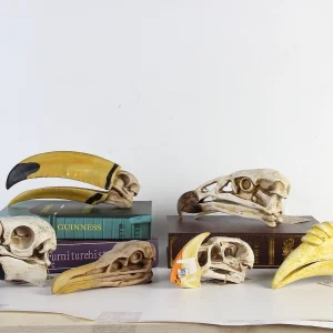 Bird Skull Specimen Collection