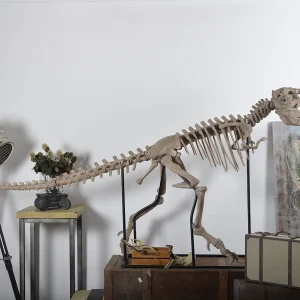 Custom Dinosaur Skeleton