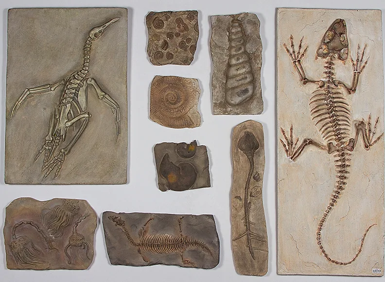 Prehistoric Fossil Wall Panels