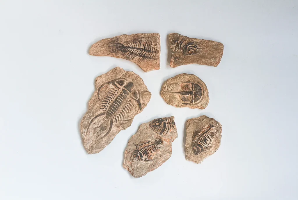 Insect Fossil Magnet Collection