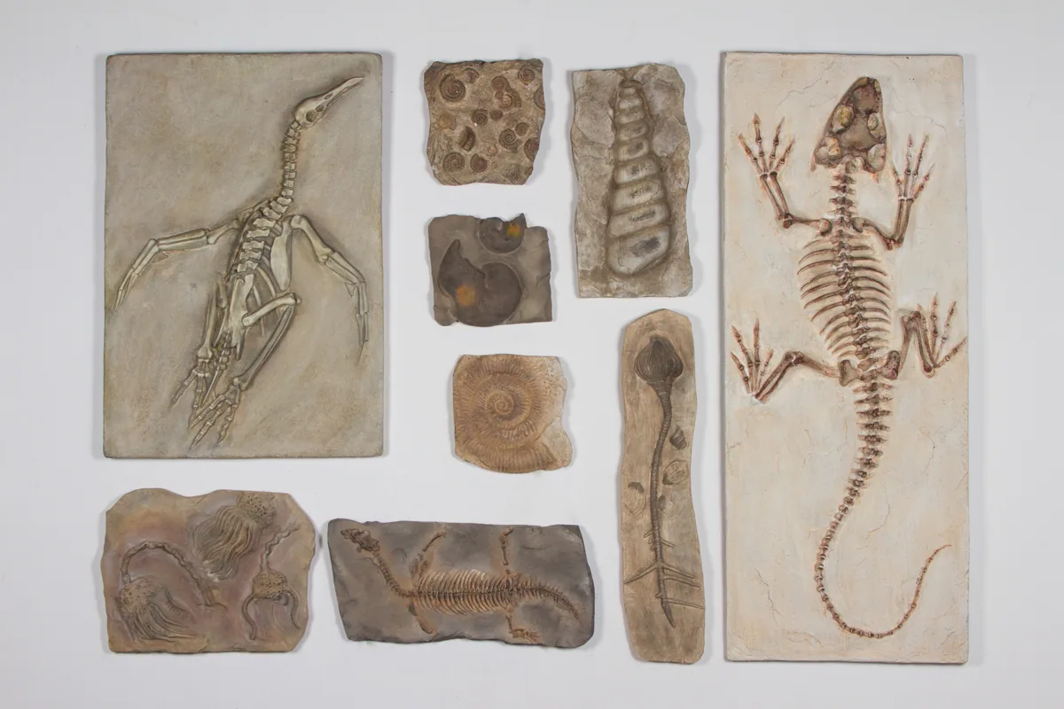 Cast fossil relief wall panels with an aged stone finish arranged in a group