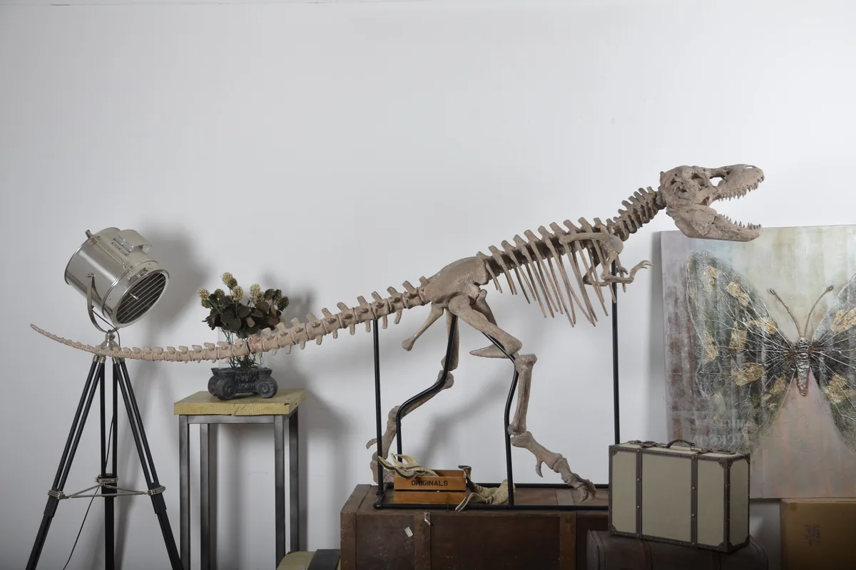 Large dinosaur skeleton replica used as an exhibition scale decor piece