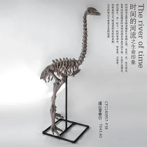 Prehistoric Bird Skeletons