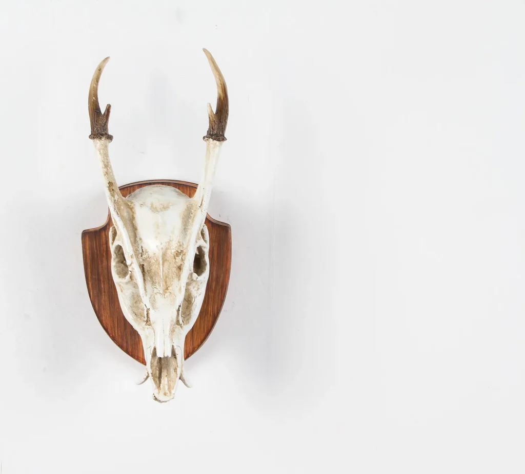 Trophy Skull Wall Mounts