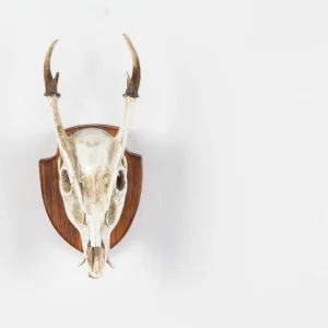 Trophy Skull Wall Mounts